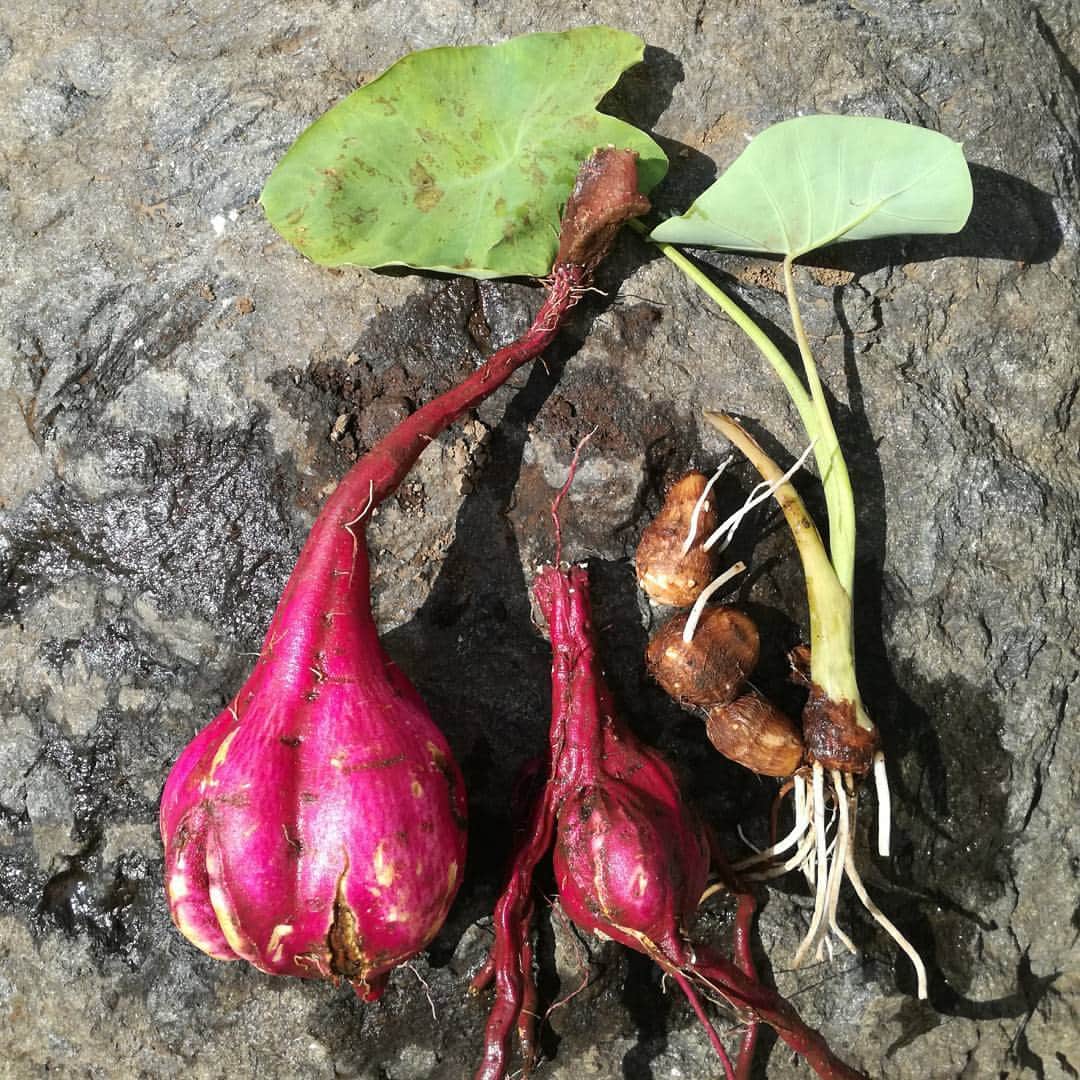 石川翔子さんのインスタグラム写真 - (石川翔子Instagram)「本日の収穫。笑　#さつまいも #さといも #家庭菜園 と見せかけてお庭埋めてみたらそだっちゃっただけ😆植物ってすごい。笑」10月23日 15時32分 - kuropeppa