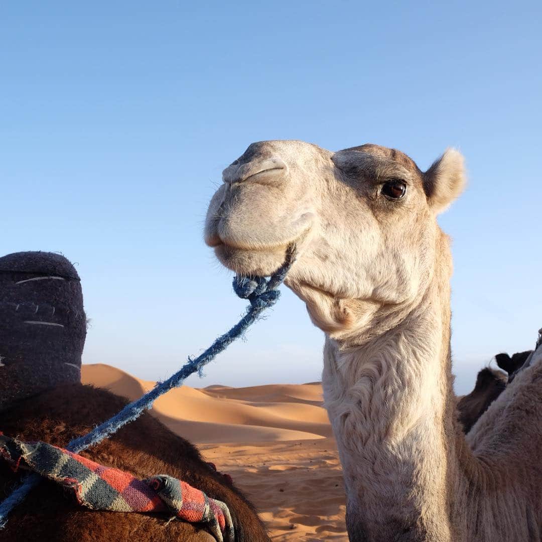 武智志穂さんのインスタグラム写真 - (武智志穂Instagram)「📍Sahara desert . ラクダちゃん！道案内よろしくね🐪☀️ . . #Morocco #モロッコ #🇲🇦 #Saharadesert #サハラ砂漠 #camel #ラクダ  #志穂sTrip」10月23日 19時40分 - shiho_takechi
