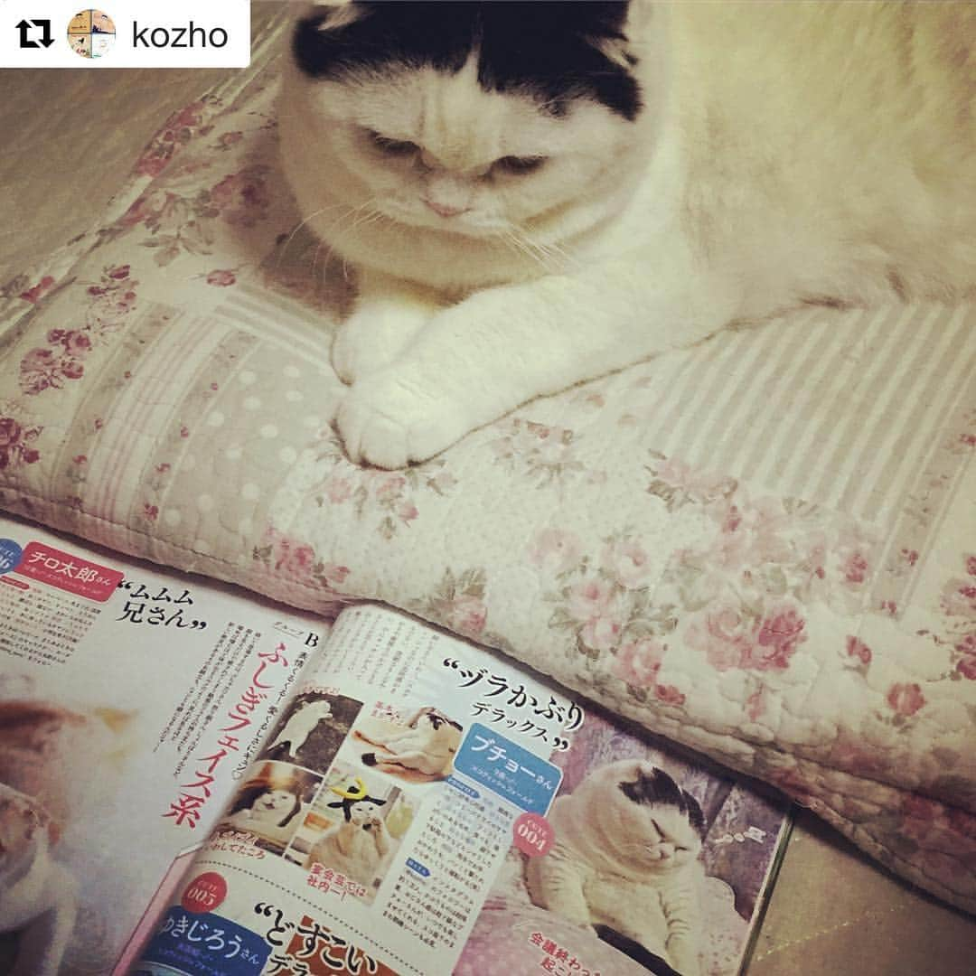 ゆきじろうさんのインスタグラム写真 - (ゆきじろうInstagram)「どすこいデラックス！！ . 豊満ボディなのは認めるけど、ヅラかぶりデラックスなぶちょーのインパクトには敵わないなぁ(^Φ◆Φ^) . ........... 昨日発売のねこ自身 2匹目。 ゆきじろうもちらりと登場してます🌰」10月24日 0時06分 - yukijiro_cat