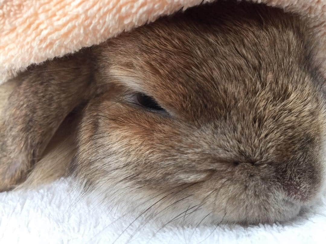 鈴華ゆう子のインスタグラム：「タオルの間がしゅき。#hollandlop #rabbit #rabbitstagram #ホーランドロップ #うさぎ」