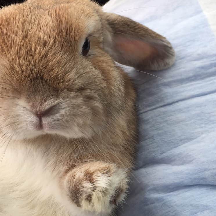 鈴華ゆう子のインスタグラム：「そこの君っ！#hollandlop #rabbit #rabbitstagram #ホーランドロップ #うさぎ」