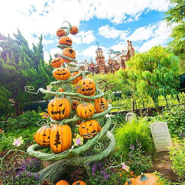 東京ディズニーリゾートさんのインスタグラム写真 - (東京ディズニーリゾートInstagram)「Halloween town or Christmas town? ここはハロウィーンタウン？クリスマスタウン？  #holidaynightmare #hauntedmansion #fantasyland #disneyshalloween #tokyodisneyland #tokyodisneyresort #かぼちゃ #ツリー #ホリデーナイトメア #ホーンテッドマンション #ディズニーハロウィーン #ファンタジーランド #東京ディズニーランド #東京ディズニーリゾート」10月24日 11時37分 - tokyodisneyresort_official