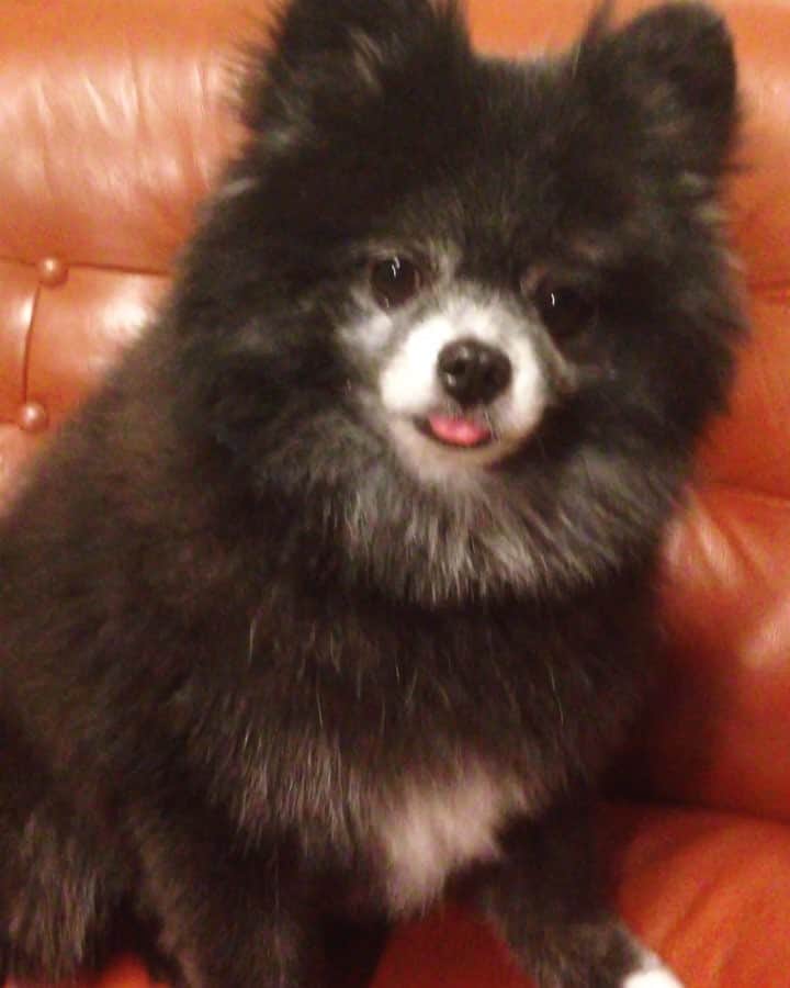 藤原ゆかのインスタグラム：「あくしゅ✋ #黒ポメ#pomeranian#pomestagram」