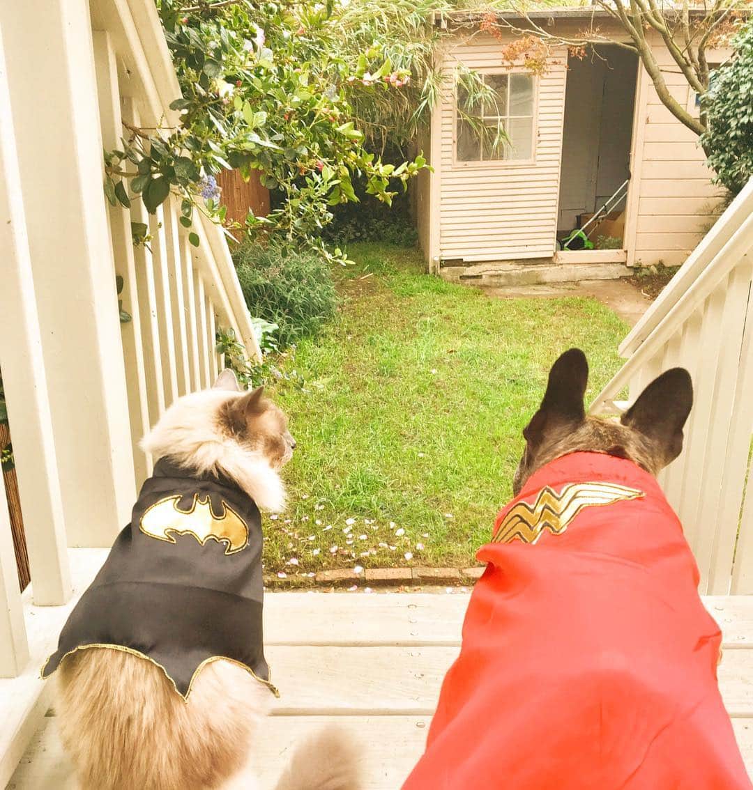 Miss Zoe & Mr Baileyのインスタグラム：「San Francisco can sleep a little easier tonight knowing these two are on the job ⚡️ Who else is ready for Halloween?! #UnlikelyFriends #UnlikelySuperHeros」