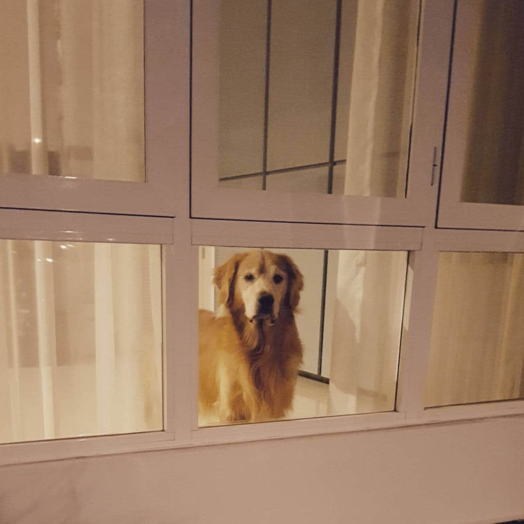 cosmothedogさんのインスタグラム写真 - (cosmothedogInstagram)「When you feel something is watching you 👀」10月1日 19時24分 - cosmothedog