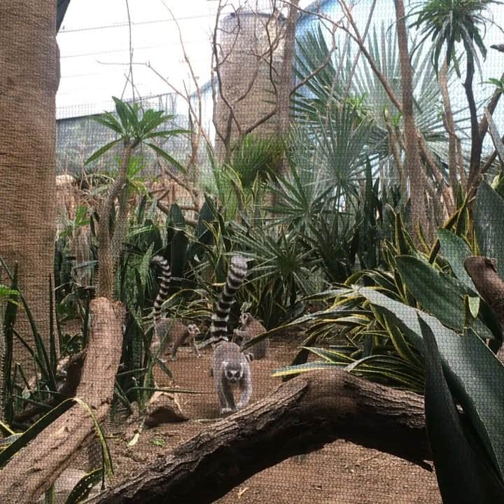 久保田智子のインスタグラム：「Marching #ringtaillemur #Bronxzoo #newyork #ブロンクスズー #動物園 #ワオキツネザル」
