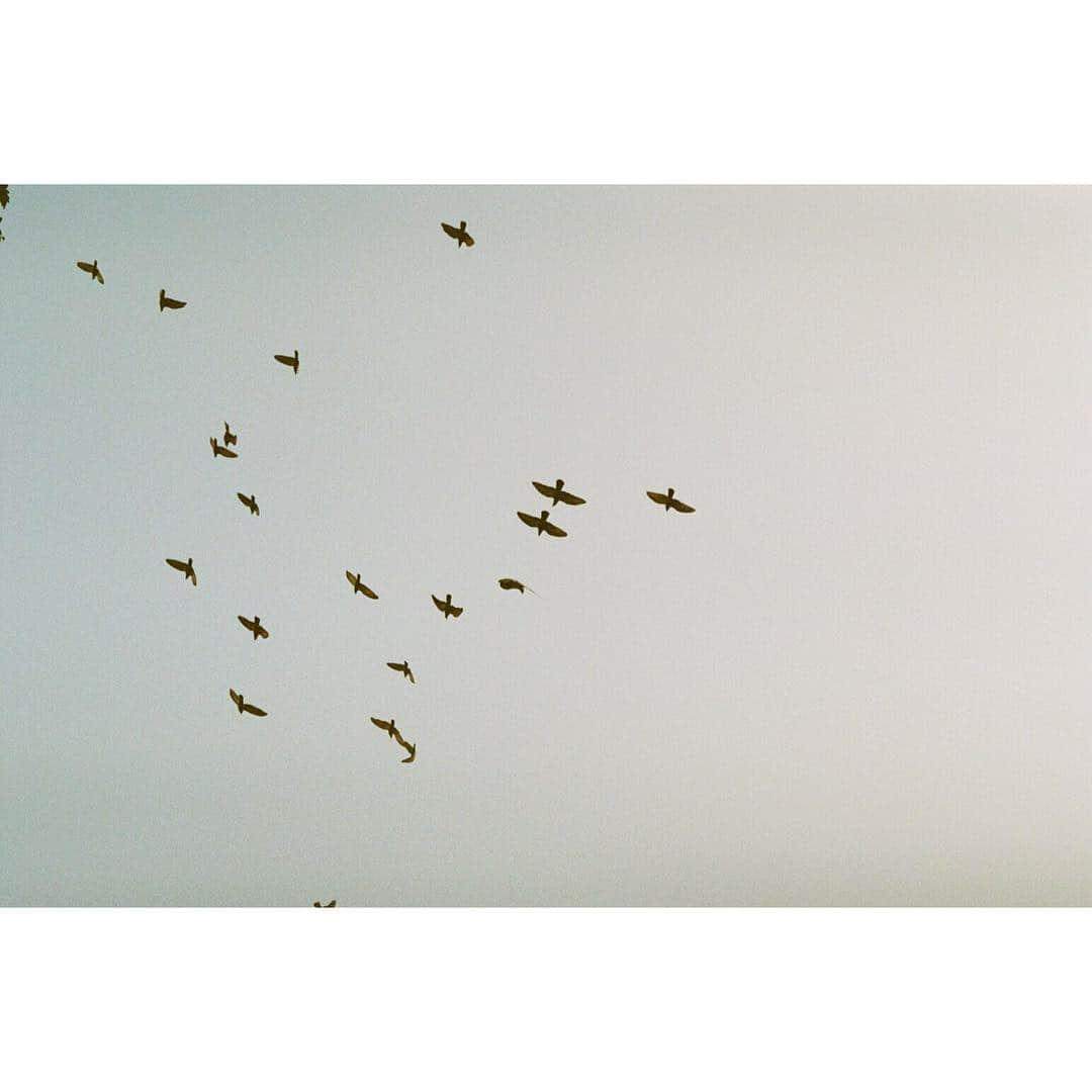 玄里さんのインスタグラム写真 - (玄里Instagram)「Bird 🕊  #myfirstindia #pentax #film」10月2日 15時04分 - hyunri__official