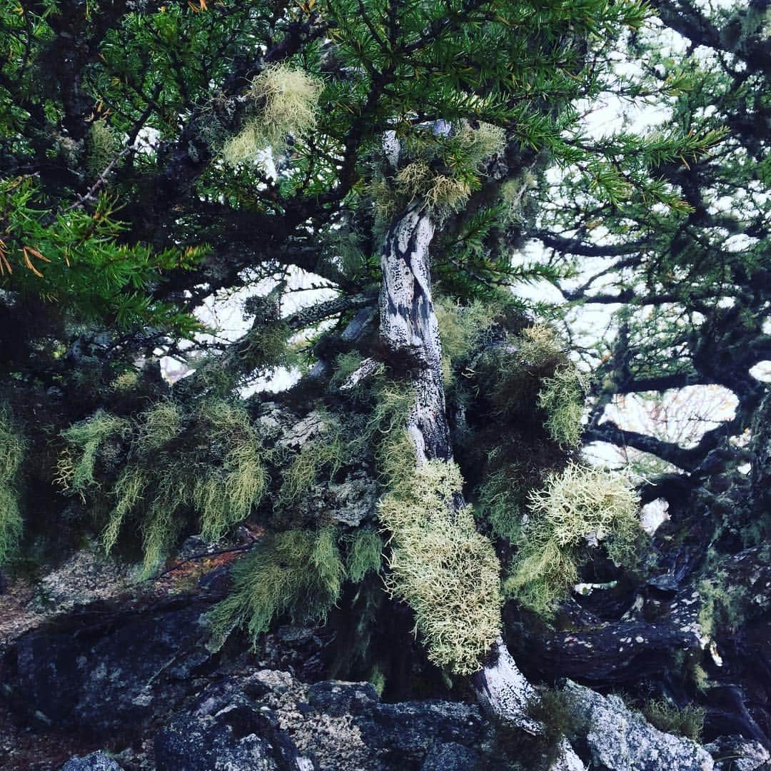 Kaneyasuのインスタグラム：「松に群がる地衣類がめっちゃ綺麗だった  #地衣類 #鳳凰三山 #moss #plants #松」