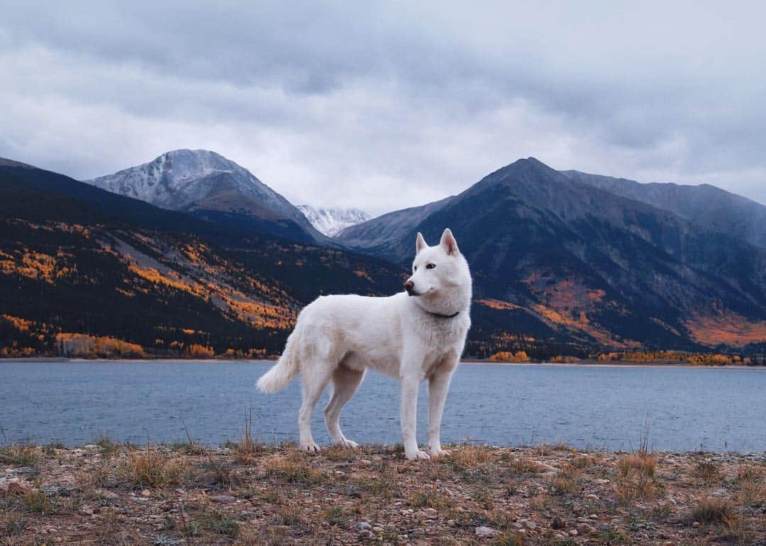John Stortzのインスタグラム：「Went a bit wild with photos driving through Independence Pass but it was one of those days where the stars align and you're in awe of nature and then you take a photo where it looks like your dog's bombing the mountainside with a flame fart of aspens.」