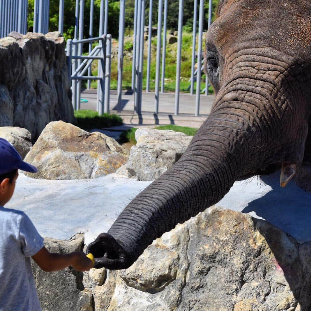 sar711764のインスタグラム：「🐘Elephant🐘 #和歌山#アドベンチャーワールド  #象#餌やり#課金#近い」