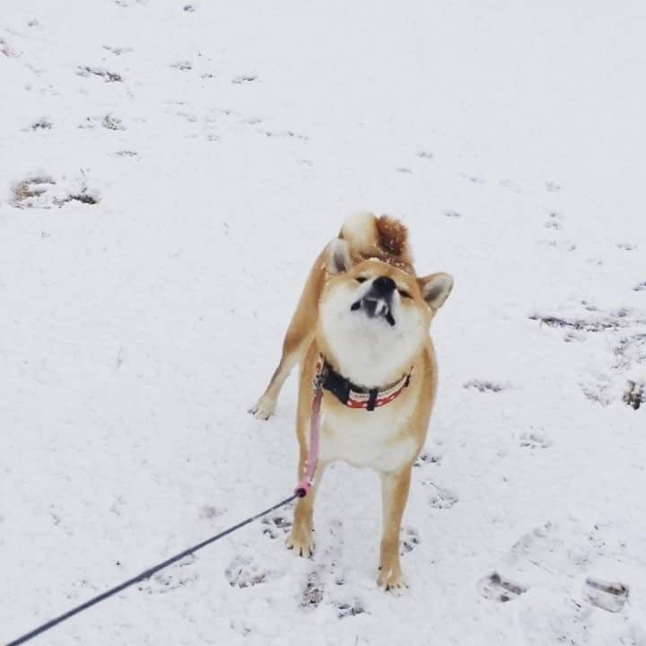 マロたんのインスタグラム：「I cannot wait for winter!❄️⛄️ あと2ヶ月もすればマロたんの大好きな季節が来るよ #雪捕まえたい #ふわもこ部 #weeklyfluff #ilovemydog」