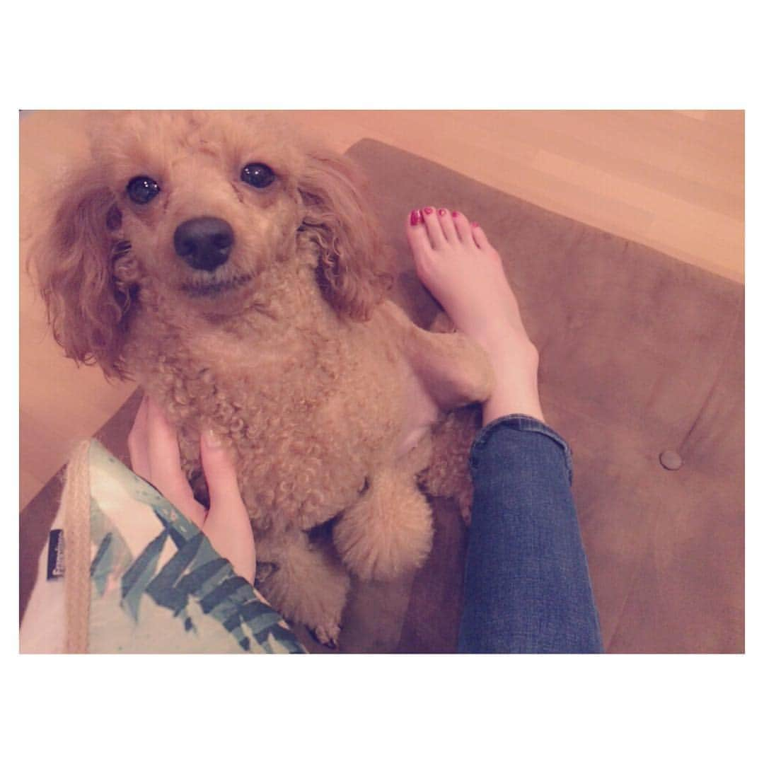 小嶋千尋のインスタグラム：「・ ・ くーちゃんとの久々の再会だぁ👸🏼💕💕 ・ ・ #toypoodle#poodle#instadog#toypoodlelove#トイプードル#トイプードル部#愛犬#大好き」