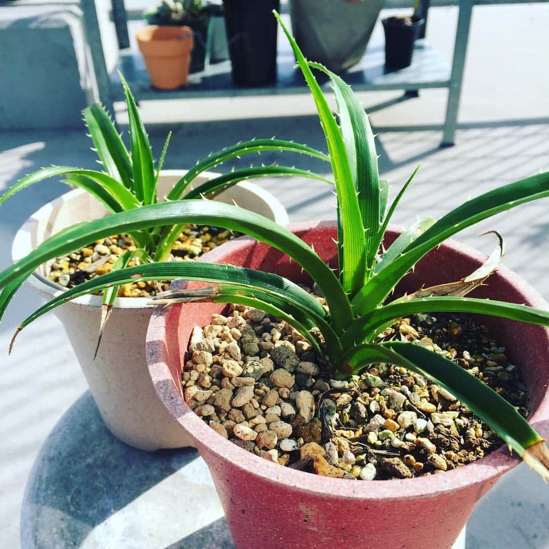 Kaneyasuのインスタグラム：「この夏でだいぶ大きくなったなぁ  #アダン #タコの木」
