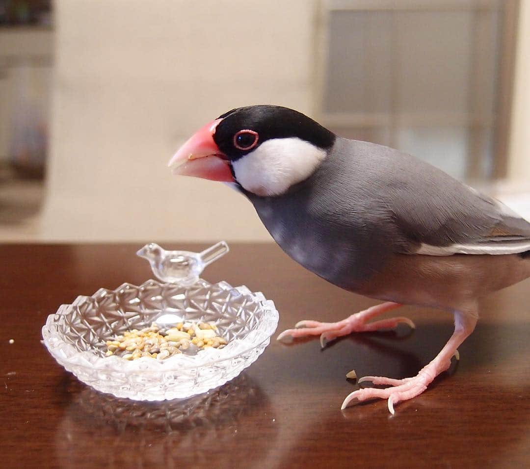 しあんさんのインスタグラム写真 - (しあんInstagram)「セリアで可愛いお皿発見！ 大きさもちょうど良いし、小鳥が乗ってるのがどストライクでした❤️ ＊ ＊ #buncho#文鳥#桜文鳥#もなか#セリア」10月5日 21時10分 - kinakobun.bento