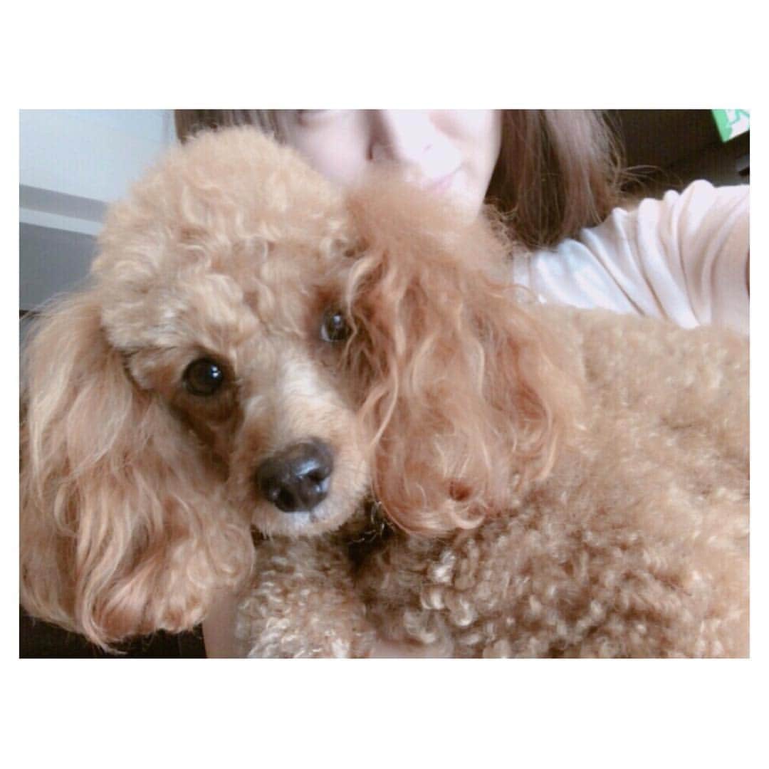 小嶋千尋のインスタグラム：「・ ・ おさんぽ🐩…👣 東京って10月でも暑いんだなあ😵☀️ 岩手から帰ってくるとつくづく思う😅 ・ ・ #dog#toypoodle#toypoodlelove#poodle#instadog#トイプードル#トイプードル部」
