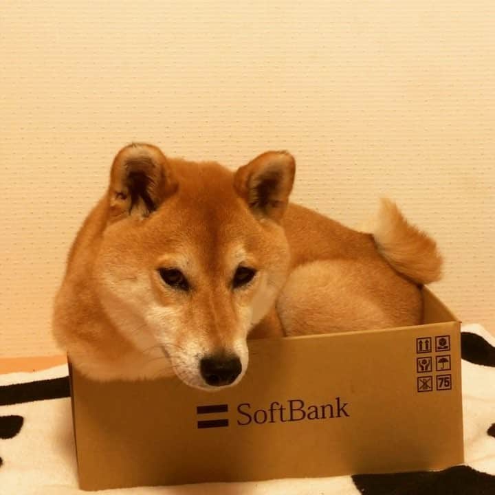 マロたんのインスタグラム：「That's small.📦 狭いんですけど！ #マロたん猫疑惑 #最後のドヤ顔 #本日ブログお休みです #ふわもこ部 #weeklyfluff #ilovemydog」