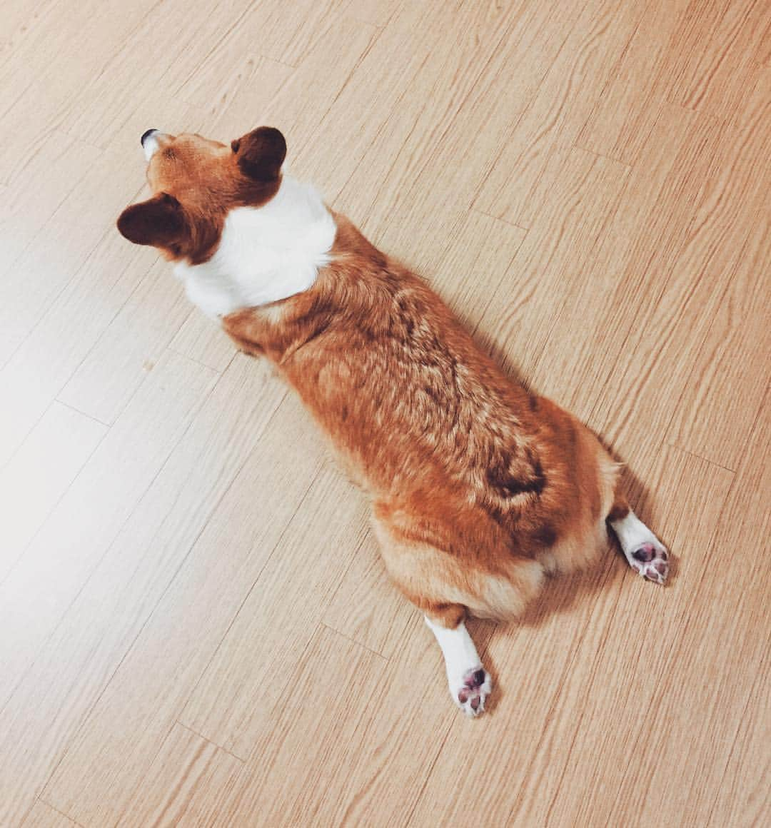 ベクヒョンさんのインスタグラム写真 - (ベクヒョンInstagram)「몽룡이는쉬는중🐾 #듬직#모델시킬까」10月7日 16時17分 - baekhyunee_exo