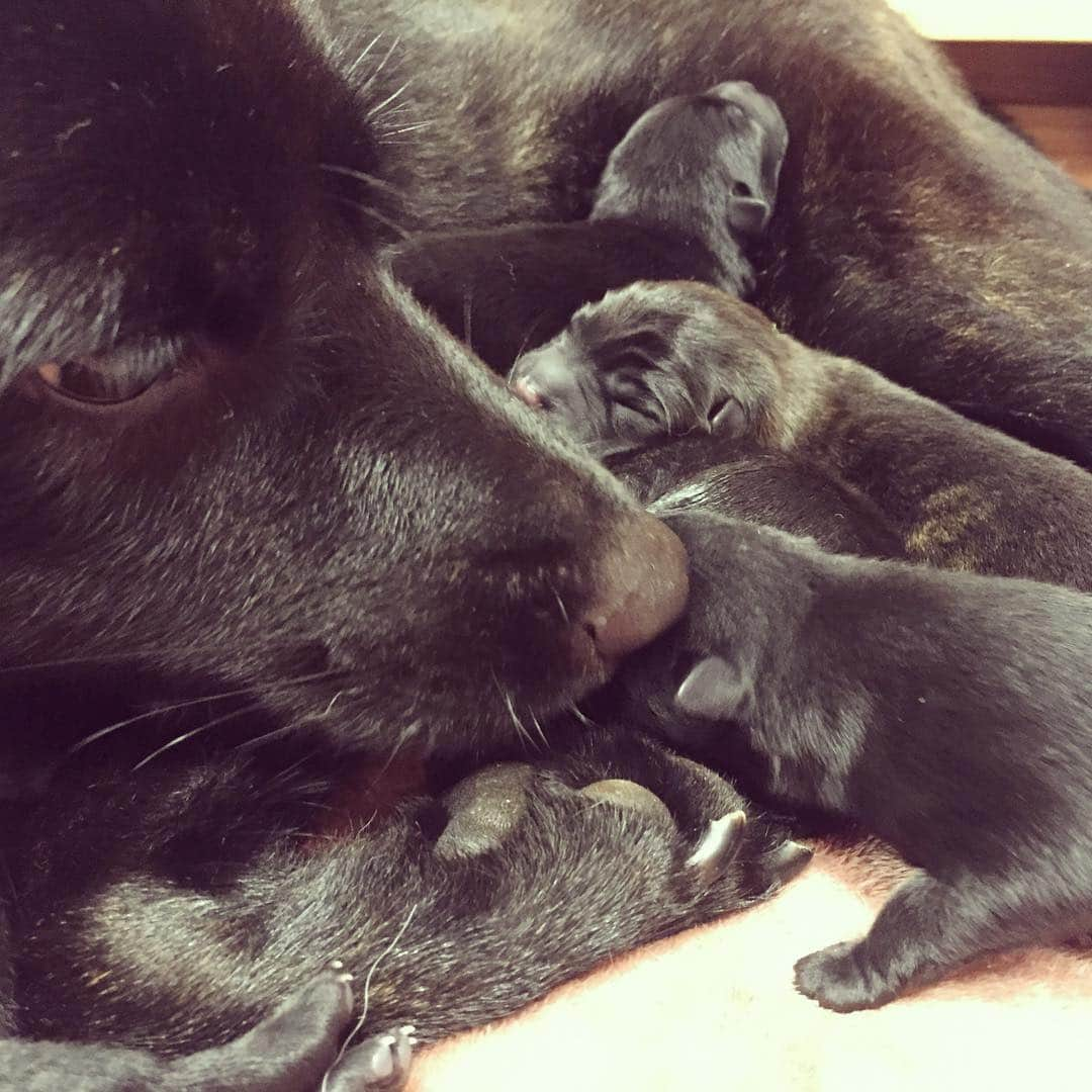 ケリーアンさんのインスタグラム写真 - (ケリーアンInstagram)「かわいい😍 とにかくかわいい❤️///// #志村どうぶつ園 #日本犬の里 #日本犬 #甲斐犬 #ぺろみ #子育て」10月8日 20時17分 - kellysoooreal