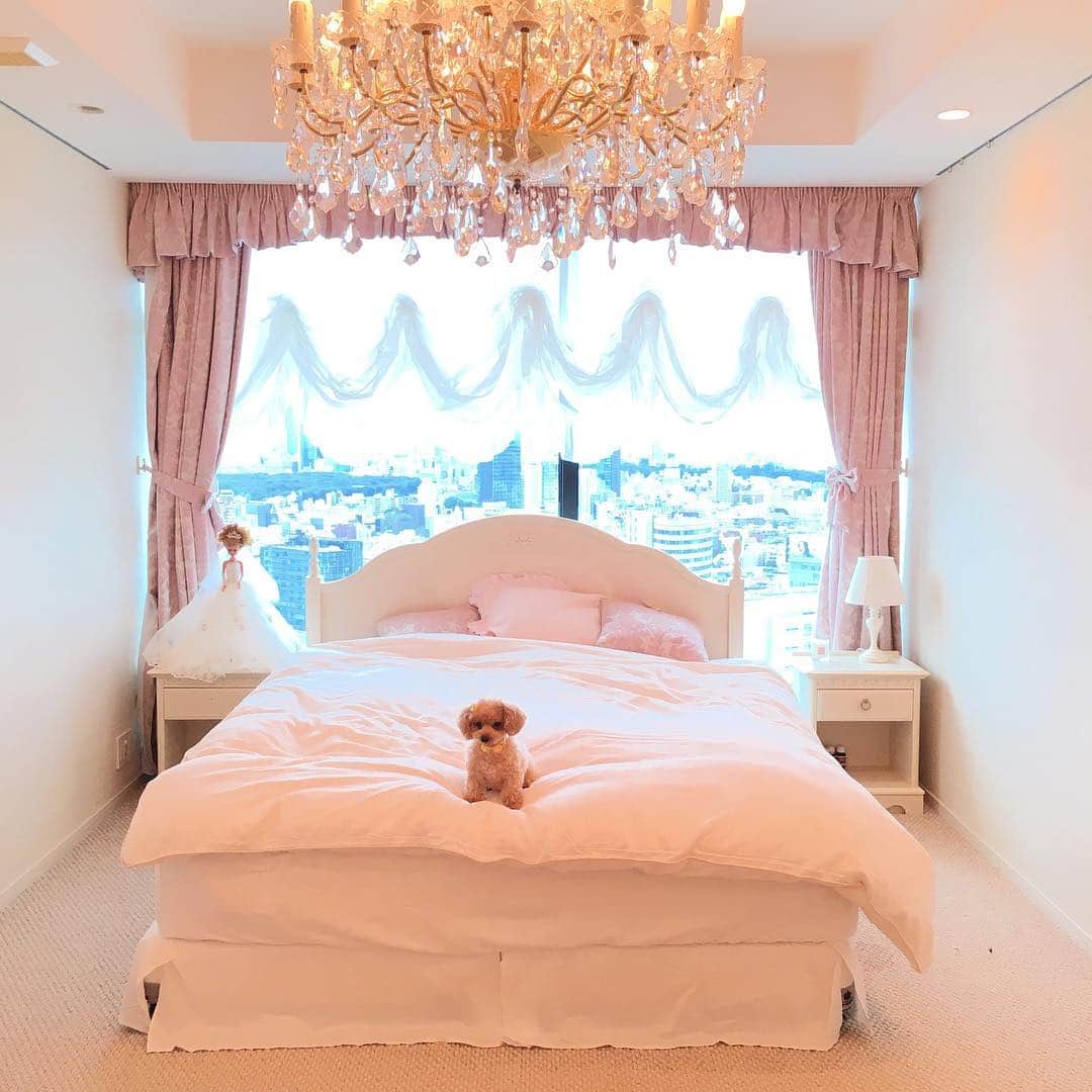 愛沢えみりさんのインスタグラム写真 - (愛沢えみりInstagram)「ちょこん🐻💕 今日はティーたんもお休み🐻💕 . #愛犬 #トイプードル #bedroom #sunday」10月9日 14時58分 - emiri_aizawa