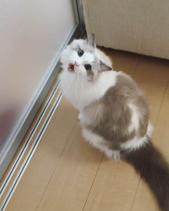 ポテトのインスタグラム：「あおーんあおーんおーん😩 開けてくれーいの鳴き方😸💗 #ragdoll #ragdollcat #ragdollsofinstagram #instaragdoll #instacat #instagramcats #catsofinstagram #catlove #adorable #aww #pet #cat #neko #ラグドール #猫 #ネコ #ねこ #ねこ部」