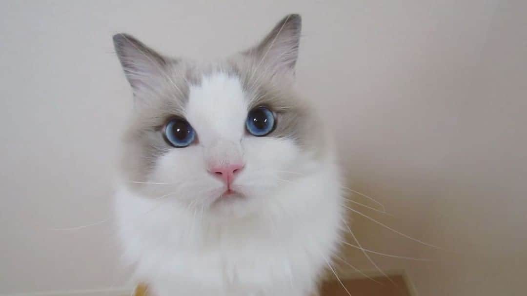 ポテトのインスタグラム：「謎の真顔でこっちも応募しよう😂 #CIAOちゅーるWeb動画出演 #ragdoll #ragdollcat #ragdollsofinstagram #instaragdoll #instacat #instagramcats #catsofinstagram #catlove #adorable #aww #pet #cat #neko #ラグドール #猫 #ネコ #ねこ #ねこ部」