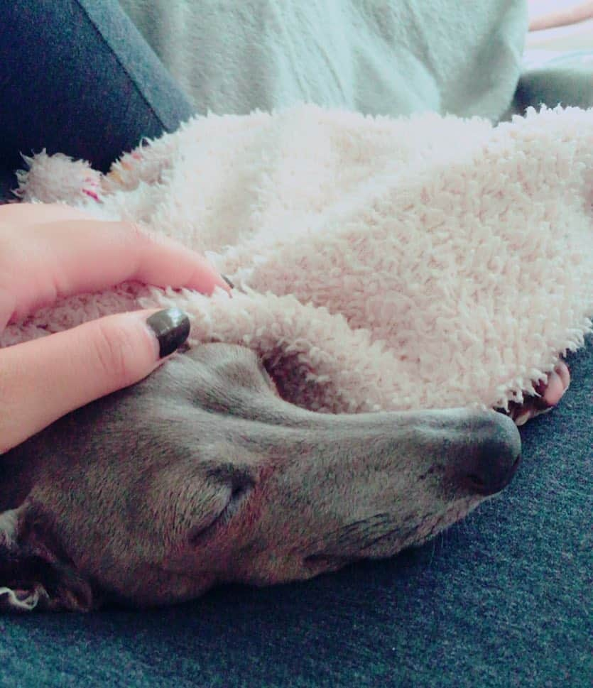 志村玲那さんのインスタグラム写真 - (志村玲那Instagram)「#愛犬 #イタグレ #italiangrayhound #cute #ねんね #れなの太もも #まくら #かわいいけど #重たい #許しちゃう #今日寒いね  #もう秋だね #そろそろ愛犬たちにとってつらい時期」10月11日 14時10分 - rena_shimura