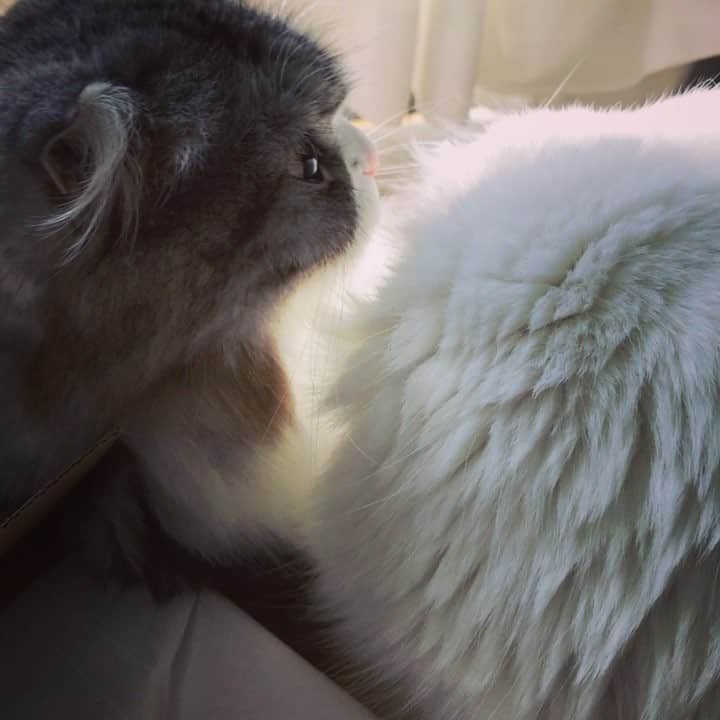 今日マチ子のインスタグラム