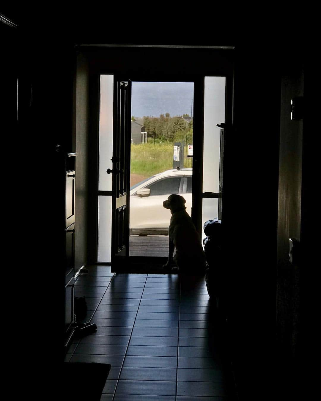 Rocky the Labさんのインスタグラム写真 - (Rocky the LabInstagram)「Sometimes I gotta play guard dog. But really...I'm just looking for someone to bark at. 🙊  #EnglishLabrador #LabradorRetriever #labrador #labradorable #labradorlife #labradorlover #labradorpuppy #itsalabthing #ilovemylab #justlabradors #TalesOfALab #yellowlaboftheday #yellowlabrador #yellowlab #worldofmylab #worldoflabs #dogsofinstagram #petstagram #labradorsofinstagram #hungryforattention #dogsofinstagram #TopDogPhoto #labradoroftheday #guarddogduties」10月13日 7時42分 - rockythelabrador_