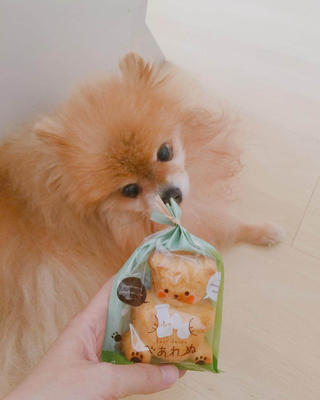 Moguさんのインスタグラム写真 - (MoguInstagram)「🐻💚🐻 #furanodelice #yummy」10月13日 18時19分 - taluggy_mogu