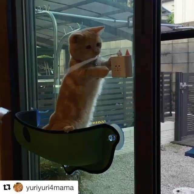 のインスタグラム：「#Repost @yuriyuri4mama with @repostapp ・・・ 朝から大盛況❣️ 遊び盛りのじゅじゅにはお役立ち〜😉 色々工夫して遊んでいます🐾🐾 ............ DMM.make Distributionにて日本公式初販売となったスマートねこじゃらし『CatchCats（キャッチキャッツ）』で遊んでるネコがキュート過ぎます😍 @yuriyuri4mama 様のアカウントには他にも可愛いネコのお写真がいっぱいです♡是非ご覧ください🐱💕 . 『CatchCats』DMMでのご購入は、トップページのリンク（dmm.com/3333）▶「CatchCats」で検索 #Catchcats #DMMcom #DMMmake #tumblbug #ネコ #猫 #ねこじゃらし #cat #cats #猫スタグラム」