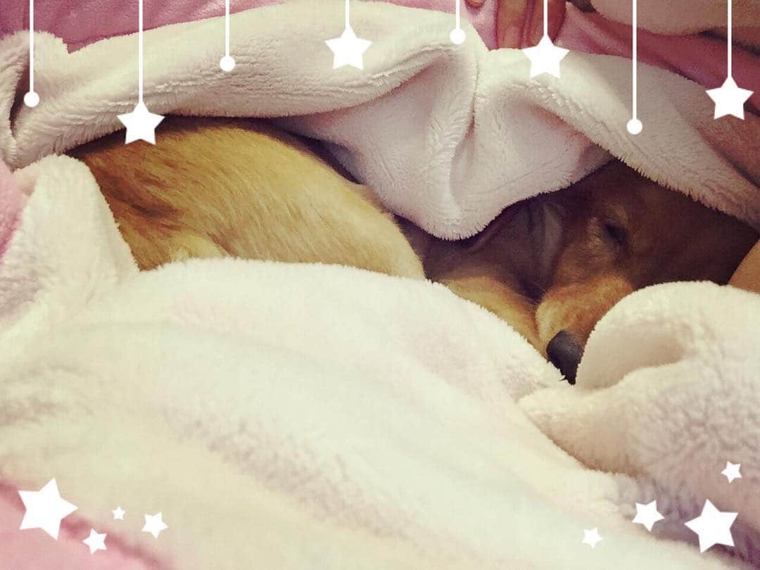 浅川美咲のインスタグラム：「寒がりナイトくん🐶 眠くなるとお布団に無理にでも潜り込んで来る😑💓 #今日のDOG  #犬  #dog  #Miniature Dachshund #red  #sleep #goodnight  #cute」