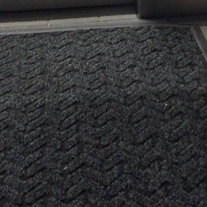 芹澤つばさのインスタグラム：「地元帰るときコンビニよったらねこちゃんが４匹もたむろってて30分足止めくらったฅ^•ﻌ•^ฅ うちの蘭丸がでかいからすごいちっちゃく感じるw #のらちゃんにしてはなつっこい#ねこ#猫の可愛さには負ける#猫派 #歌舞伎町#キャバクラ #キャバ嬢」