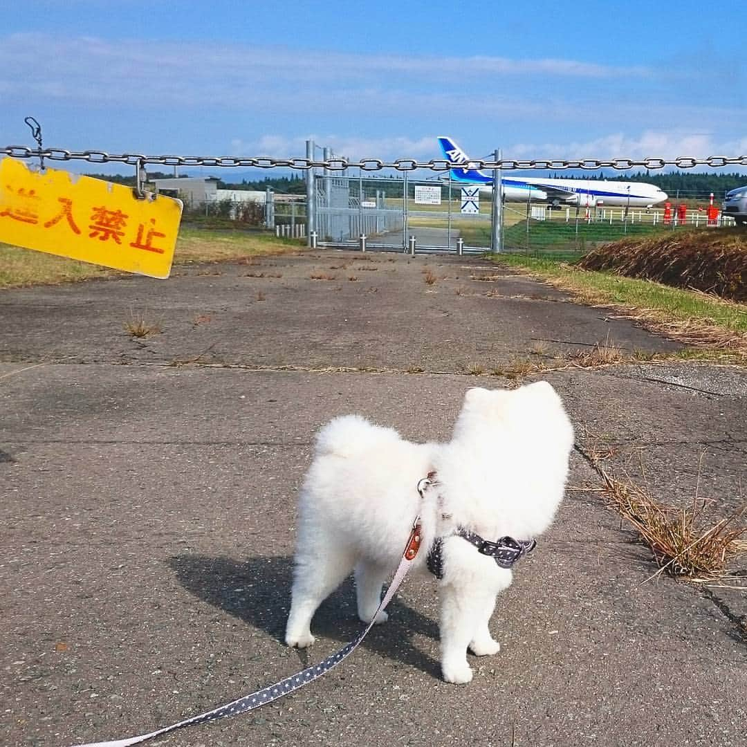 ニコちゃんさんのインスタグラム写真 - (ニコちゃんInstagram)「空から座薬的な物体が飛んでくる夢をみまちたやっほい🎵✈🐶💤 #初めて見た #座薬 #的な #カッコイイ #冷蔵庫で保管 #ANA #ボーイング #スターアライアンス #夢を見ました #寝ぼけ眼 #夢ゴコチ #江口洋介 #進入禁止 #ポメリズム #ポメラニアン #白ポメ #pomeranian」10月16日 4時41分 - nico_susukita