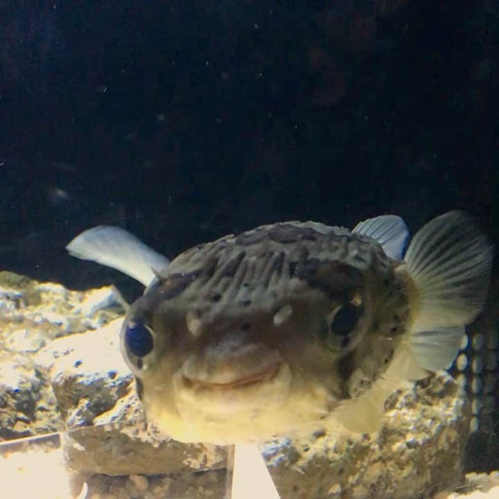 森朝奈のインスタグラム：「はりせんぼん🐡 #kyoto #aquarium」