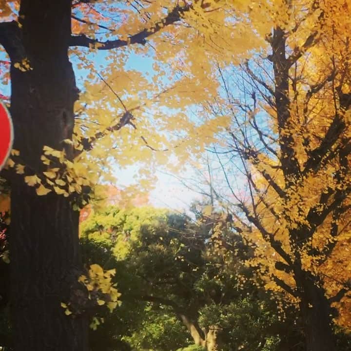 三浦マキのインスタグラム：「How beautiful.. in Tokyo, Japan.  やっぱり、東京も美しい✨  #Autumn #Japan #Tokyo #beuatiful #love #like #instadaily #palace #visitjapan2016#instagood #instadaily #紅葉#皇居#絶景#東京#日本」