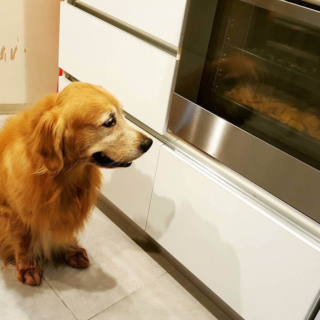 cosmothedogのインスタグラム：「Keeping an eye to make sure it does not get burnt #canyoutrustadog」