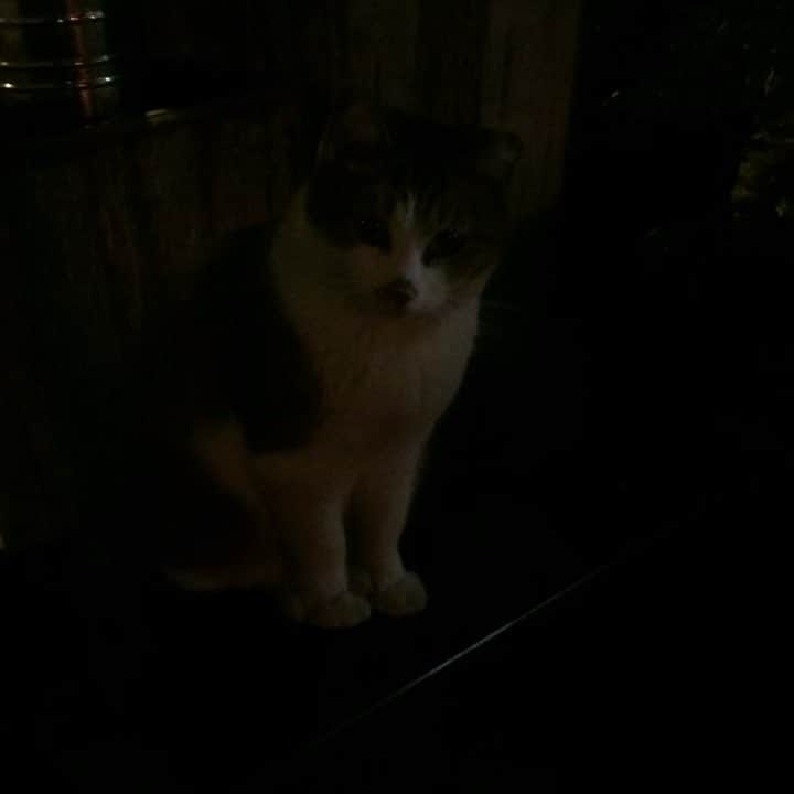 穴井詩のインスタグラム：「寝てたところを邪魔されてご機嫌ななめ(･∀･；) #ねこ #意外と逃げない #本気の猫ぱんち #痛い… #動揺してカメラブレる」