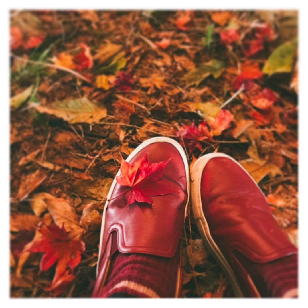 渡辺早織さんのインスタグラム写真 - (渡辺早織Instagram)「今日は良い天気だなぁ〜🌞🍁 #autumn #leaves #greatseason」11月17日 12時06分 - _watanabesaori_