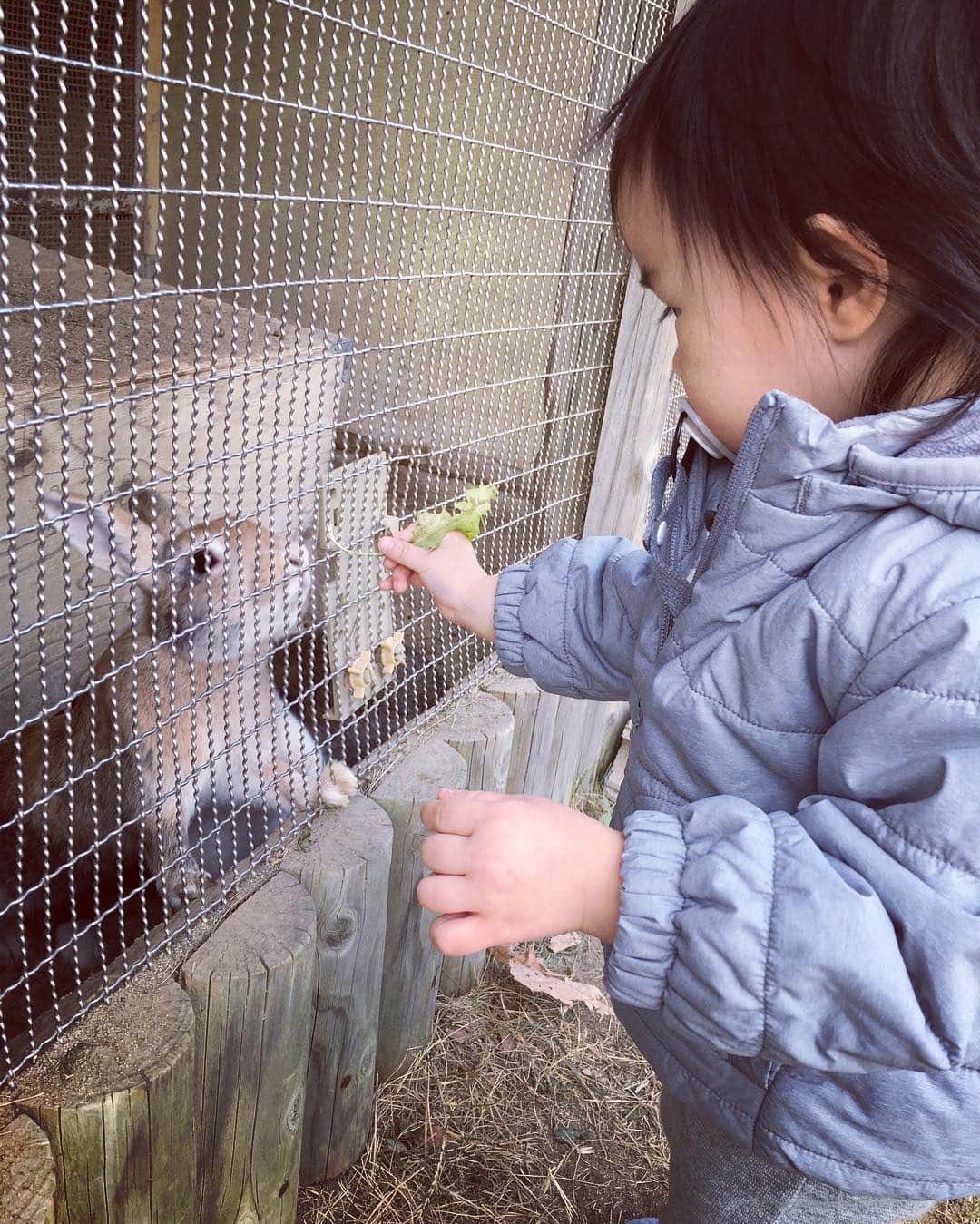 加織のインスタグラム：「私の母校のうさぎと戯れてる娘を見て、かーさん感無量😭💕 私の小さい頃と同じ場所で同じ事をするなんて…💕💕」