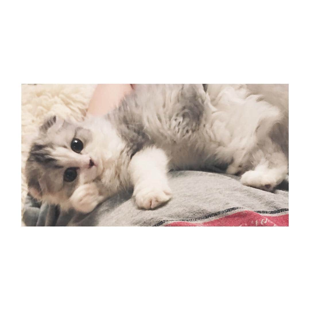 けむしちゃんさんのインスタグラム写真 - (けむしちゃんInstagram)「🐾❤️」11月17日 21時51分 - kemushichan22