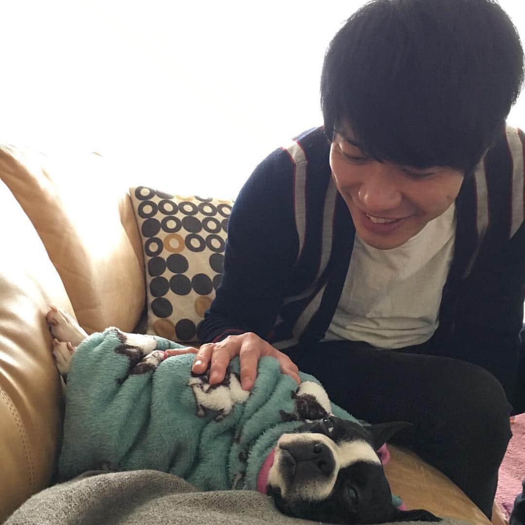 川島明のインスタグラム：「最近は自分で毛布にくるまって昼寝するのが気に入ってるみたい。 こんなもんかわいいだけや。」