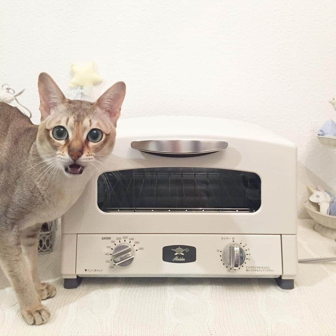 モルト♡Malt(Singapuracat)のインスタグラム：「Thank you 🍞✨ 新しいオーブントースター！ * (少し前の写真) #シンガプーラ #猫 #ねこ#ネコ #ねこ部 #ねこら部 #ふわもこ部 #ペコねこ部 #ピクネコ #みんねこ #にゃんすたぐらむ #にゃんだふるらいふ #ねこのいる生活 #猫とインテリア #オーブントースター #アラジン #家電 #モデル猫 #モデル #aladdin #eclatcat #ペットスナップ #necoto.」