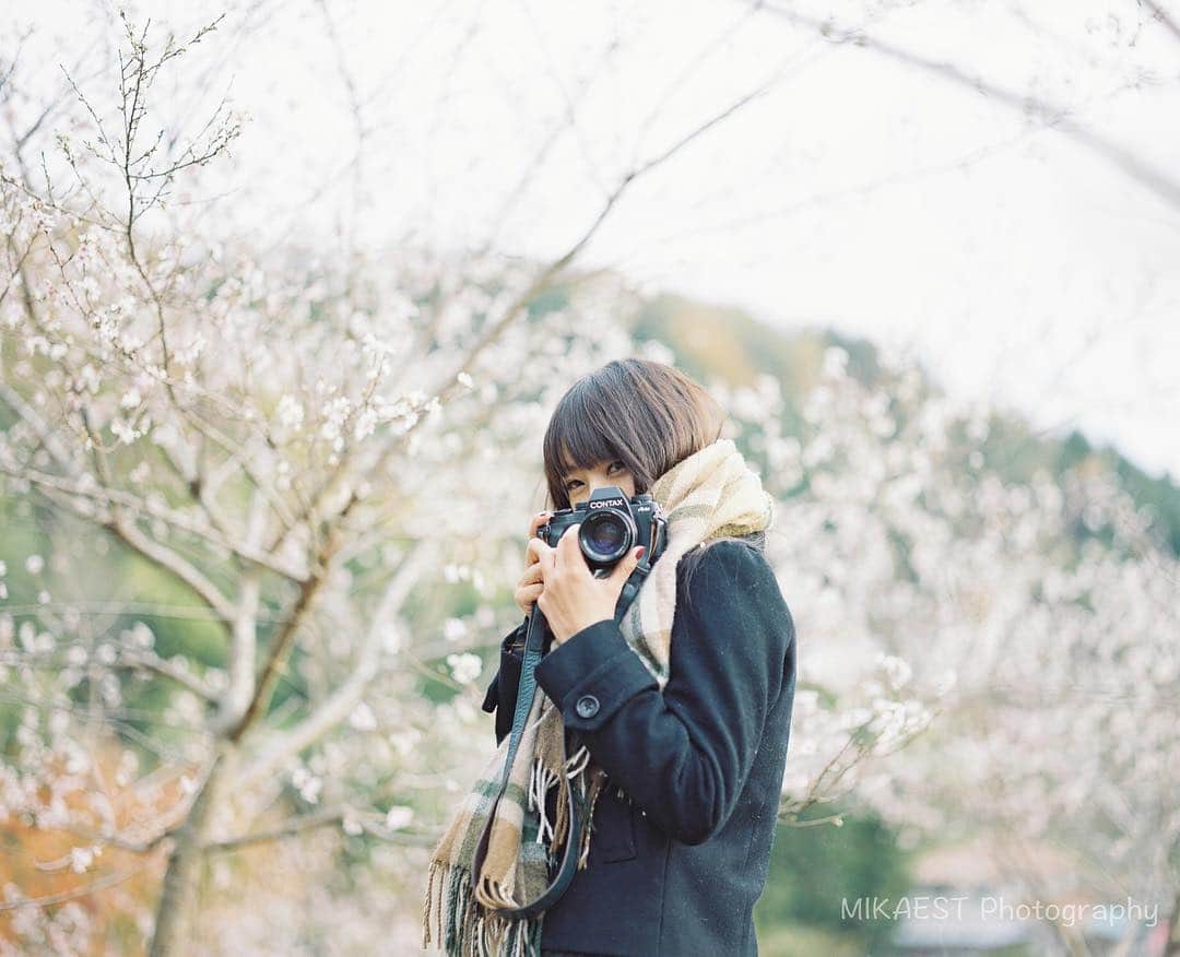 mikaestのインスタグラム：「SAKURA in Autumn #四季桜 × @momopon × #ヤマプリ * おやすみ前にぽんちゃんを😎 * P.S.週末は皆さま、各地で紅葉狩りかしらーー♩♩ *」
