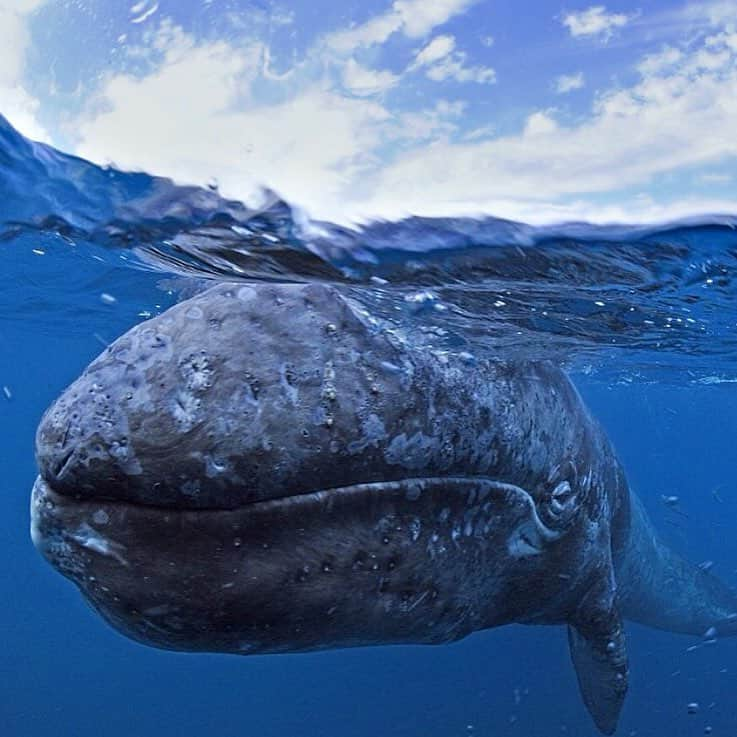 ナショナルジオグラフィックさんのインスタグラム写真 - (ナショナルジオグラフィックInstagram)「Photograph by @thomaspeschak A juvenile gray whale curiously nudges my camera in Mexico's San Ignacio Lagoon. Shot on assignment for @natgeo magazine for an upcoming story on Baja California Marine Reserves. In partnership with @maresmexicanos , CONANP and @saveourseasfoundation #sanignaciolagoon #mexico #baja #bajacalifornia @natgeocreative For more images of whales, sharks and other large marine wildlife you can follow @natgeo photographer @thomaspeschak」11月18日 1時17分 - natgeo