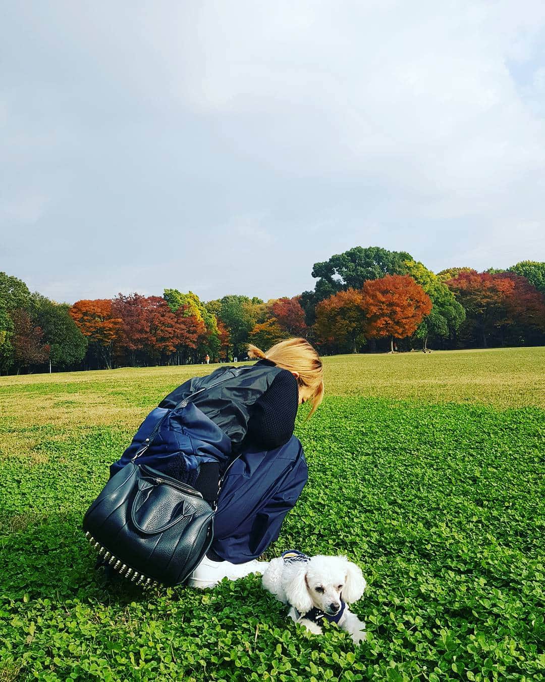 宮内知美さんのインスタグラム写真 - (宮内知美Instagram)「あきひめが 四つ葉のクローバーを探してるのが 可愛かった🍀  #あきひめ　#cherie  #紅葉　#公園　　#お散歩　　#ココタン　#トイプードル　#シニア犬 　#10歳 　#モデル犬」11月18日 14時01分 - tomomi_miyauchi