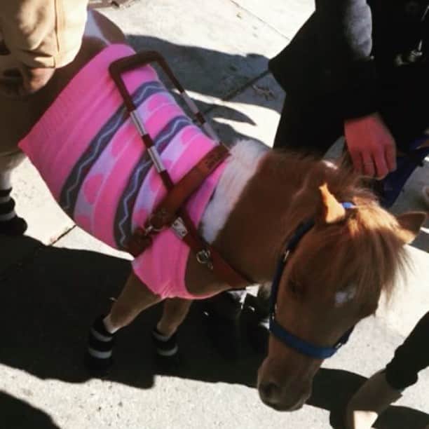 ティファニー・トランプのインスタグラム：「When you walk into a 🐴en route to get a sandwich (in the middle of NYC) - you know it's going to be a good day!」