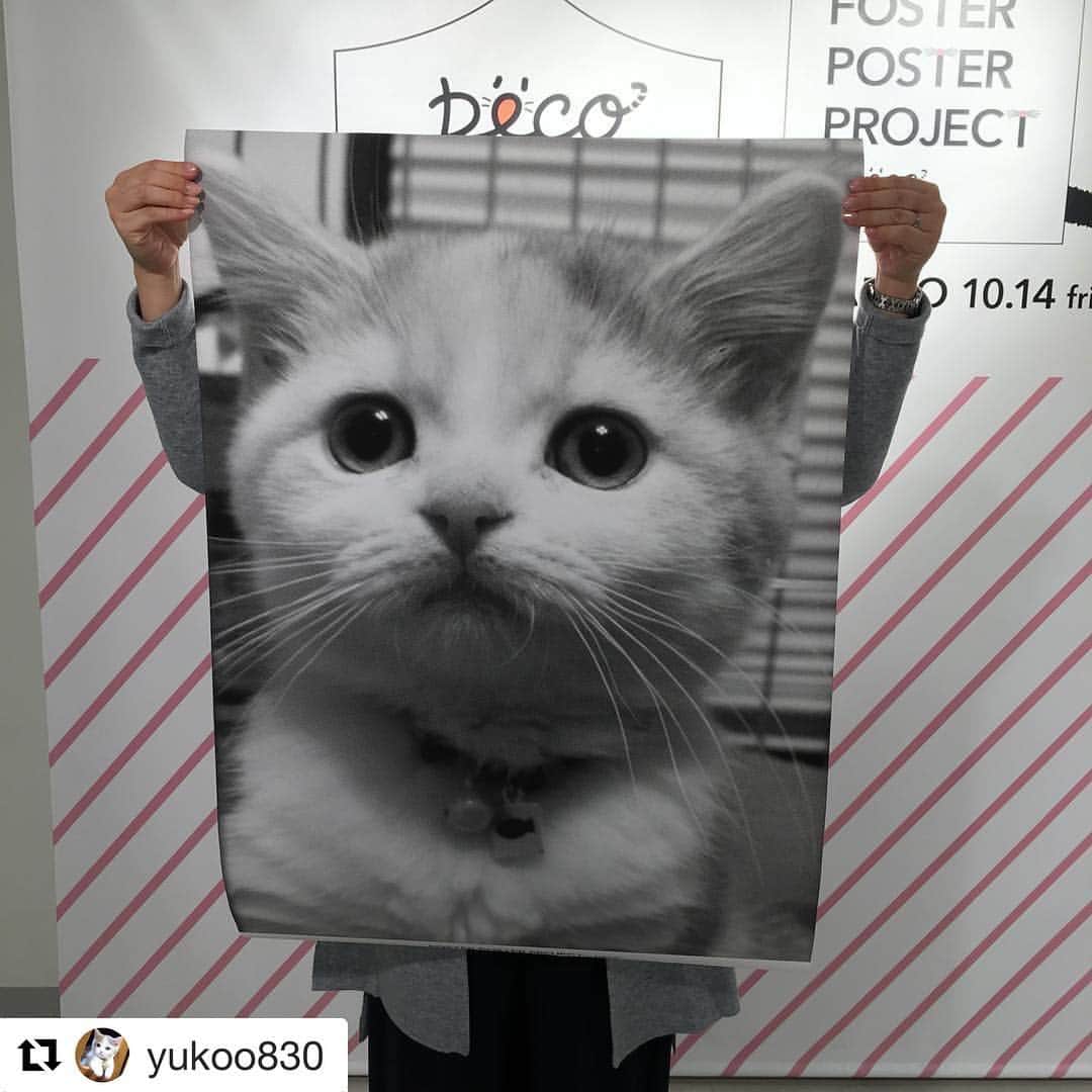 吉祥寺PARCOのインスタグラム：「#Repost @yukoo830 with @repostapp ・・・ そしてもう1枚❤️るるちゃんは会場にも飾ってもらってます、たぶん😊  #スコティッシュフォールド #FOSTERPOSTERPROJECT #ペコneko館  #peco  #ペコねこ部  #ダイリュートキャリコ #愛猫祭」