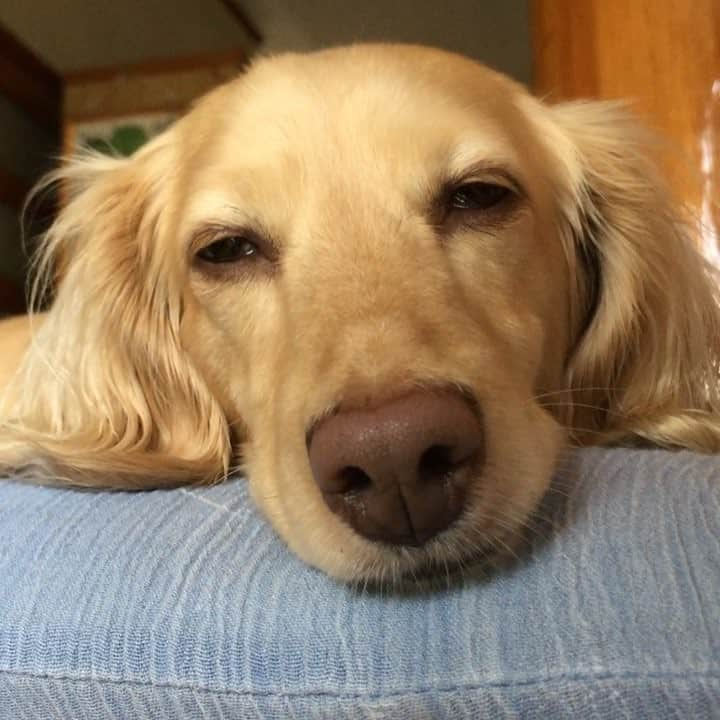 サラ・タミュラのインスタグラム：「お昼寝EO😴💤 #EO #EOlog #sarah #sarahlog #dog #dogs #doglover #doglovers #doglife #dog🐶 #animal #animals #pet #pets #nap #takeanap #sausagedog #sausagedogs #dackshund #dachshunds #cutedog #sleepy #sleepydog」