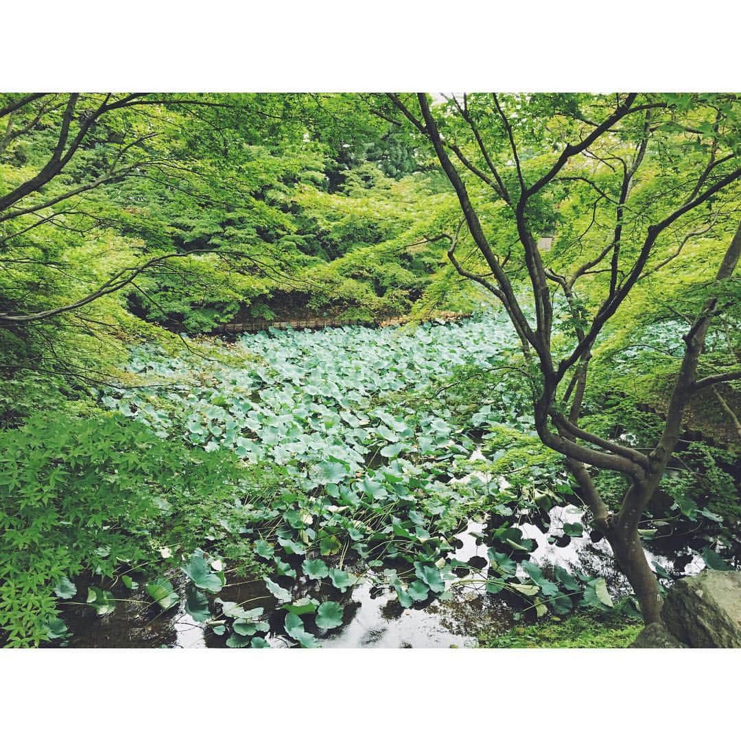 Takama Shibataのインスタグラム：「2016年9月、弘前公園にて。  #日本 #japan #青森 #aomori #弘前 #綺麗 #景色 #scenery #素敵 #beautiful #自然 #nature #緑 #green #蓮 #lotus」