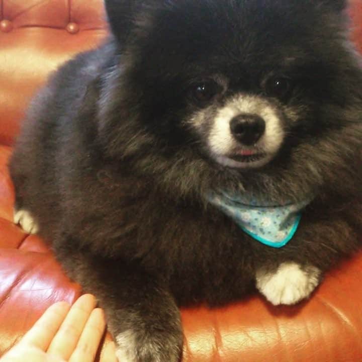 藤原ゆかのインスタグラム：「同じ動きでも、太ってた時期はここまでスローテンポでした👀 #黒ポメ #pomeranian #pomestagram」